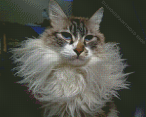 Bearded Cat Diamond Paintings