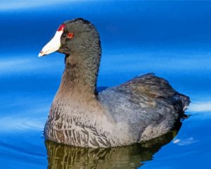 Black Coots In Water Diamond Painting