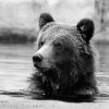 Black And White Bear Head In Water Diamond Painting