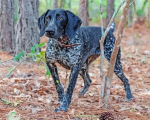 Black Pointing Dog In Forest Diamond Painting