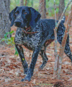 Black Pointing Dog In Forest Diamond Paintings