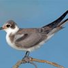 Black Tern Diamond Painting