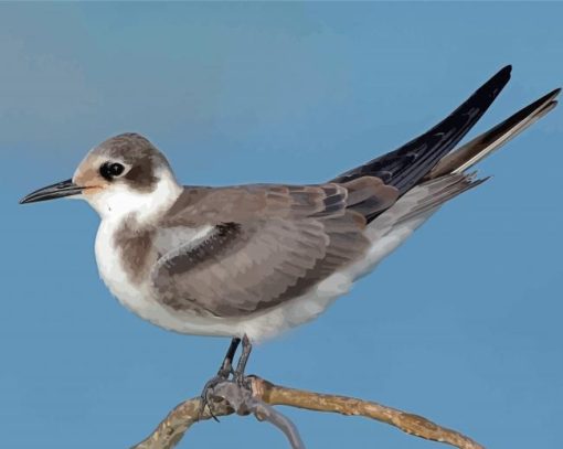 Black Tern Diamond Painting