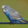 Blue Parakeet Bird Diamond Paintings