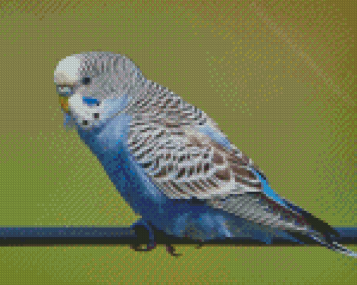 Blue Parakeet Bird Diamond Paintings