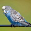 Blue Parakeet Bird Diamond Painting