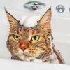 Cat In Shower Diamond Painting