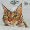 Cat In Shower Diamond Paintings