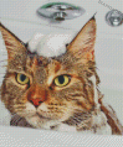 Cat In Shower Diamond Paintings