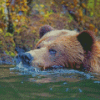 Close Up Bear In Water Diamond Paintings