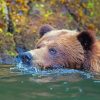Close Up Bear In Water Diamond Painting
