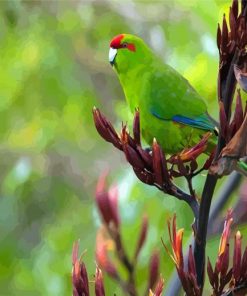 Cool Red Crowned Parakeet Bird Diamond Painting