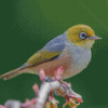 Cool Silvereye Diamond Paintings