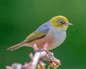 Cool Silvereye Diamond Painting