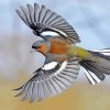 Flying Chaffinch Bird Diamond Painting