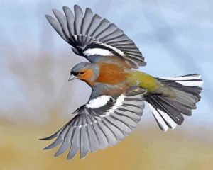 Flying Chaffinch Bird Diamond Painting