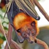 Giant Golden Crowned Flying Fox Head Diamond Painting