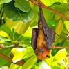 Giant Golden Crowned Flying Fox In Tree Diamond Painting