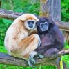 Gibbon Monkeys Animals Diamond Painting