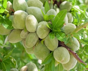 Green Almonds Tree Diamond Painting