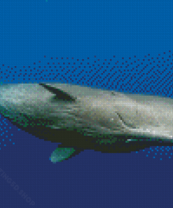 Sperm Whale Animal Diamond Paintings