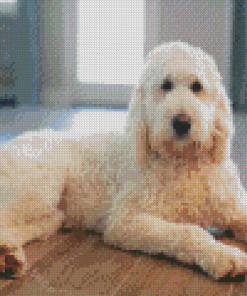White Goldendoodle Dog Diamond Paintings