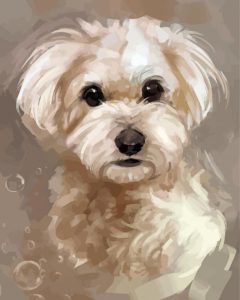 Abstract Maltese Dog Diamond Painting