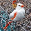 Aesthetic White Cardinal Diamond Painting