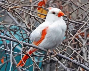 Aesthetic White Cardinal Diamond Painting