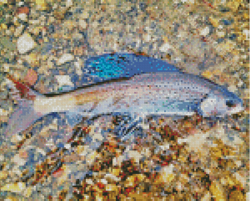 Arctic Grayling Fish Diamond Paintings