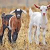 Baby Goats Diamond Painting