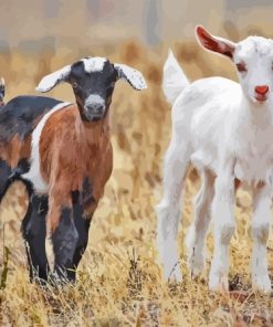 Baby Goats Diamond Painting