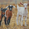 Baby Goats Diamond Paintings