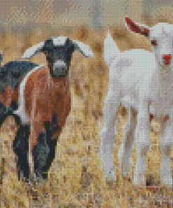 Baby Goats Diamond Paintings