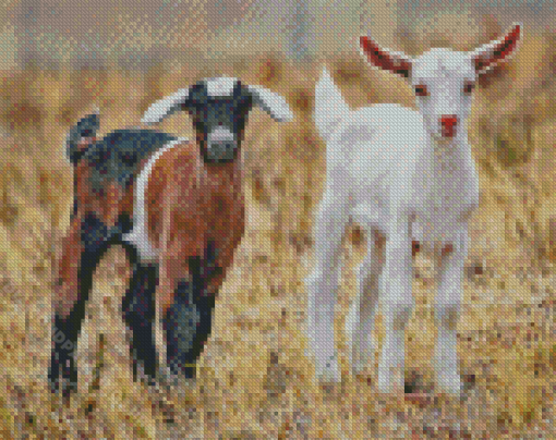 Baby Goats Diamond Paintings