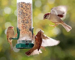 Birds At Bird Feeder Diamond Painting