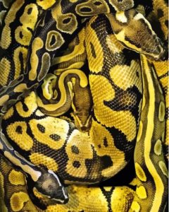 Black Yellow Snake Diamond Painting