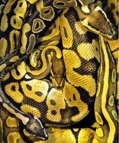 Black Yellow Snake Diamond Painting