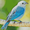 Blue Oriole Bird Diamond Paintings