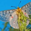 Clodius Parnassian White Butterfly Diamond Painting