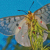 Clodius Parnassian White Butterfly Diamond Paintings