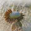 Close Up Paardenbloem Flower Diamond Paintings