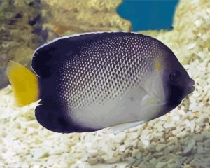 Cream Angelfish Diamond Painting