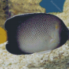 Cream Angelfish Diamond Paintings