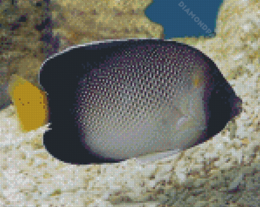 Cream Angelfish Diamond Paintings