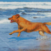 Dog Playing On The Beach Diamond Paintings