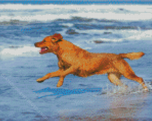 Dog Playing On The Beach Diamond Paintings