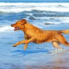 Dog Playing On The Beach Diamond Painting