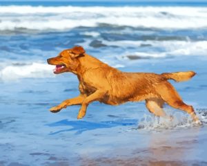 Dog Playing On The Beach Diamond Painting