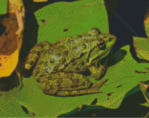 Green Frog On Lily Pad Diamond Paintings